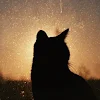 Vitimeow